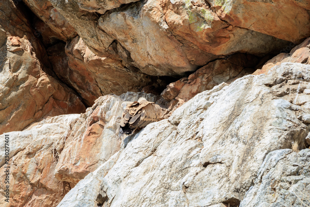 Vultures on rocks Vultures on rocks