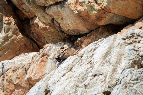 Vultures on rocks