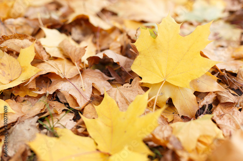 Background of a fallen leaves close