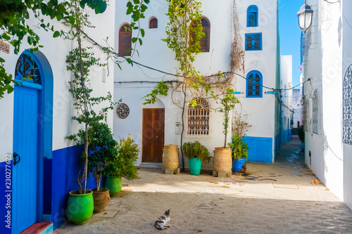 Romantic street, pots of plants and flowers in white medina of Asilah in Morocco