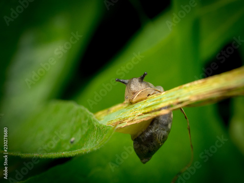 spider on leaf