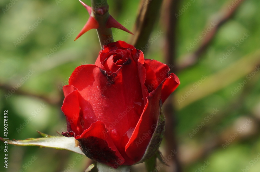 Rose Bud Blooming Rose Bud Blooming