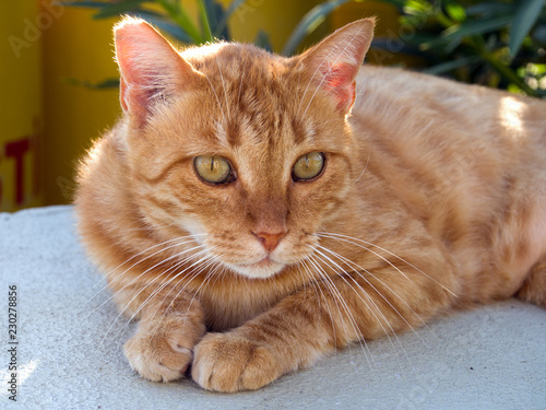 cat with green eyes