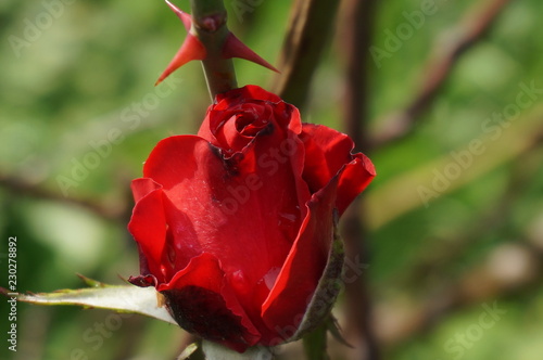 Rose Bud Blooming