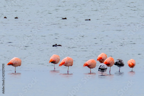 Flamingo's in the Netherlands