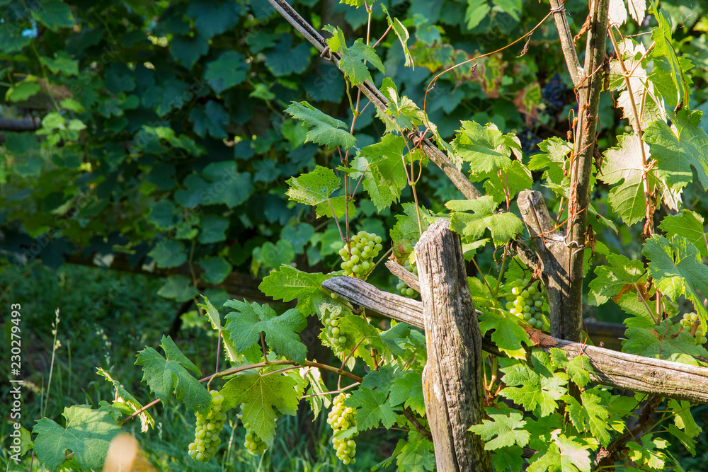 horizontal image with detail of a bunch of grapes photographed in a vineyard horizontal image with detail of a bunch of grapes photographed in a vineyard