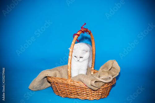 Fototapeta Naklejka Na Ścianę i Meble -  beautiful young cat breed Scottish chinchilla straight