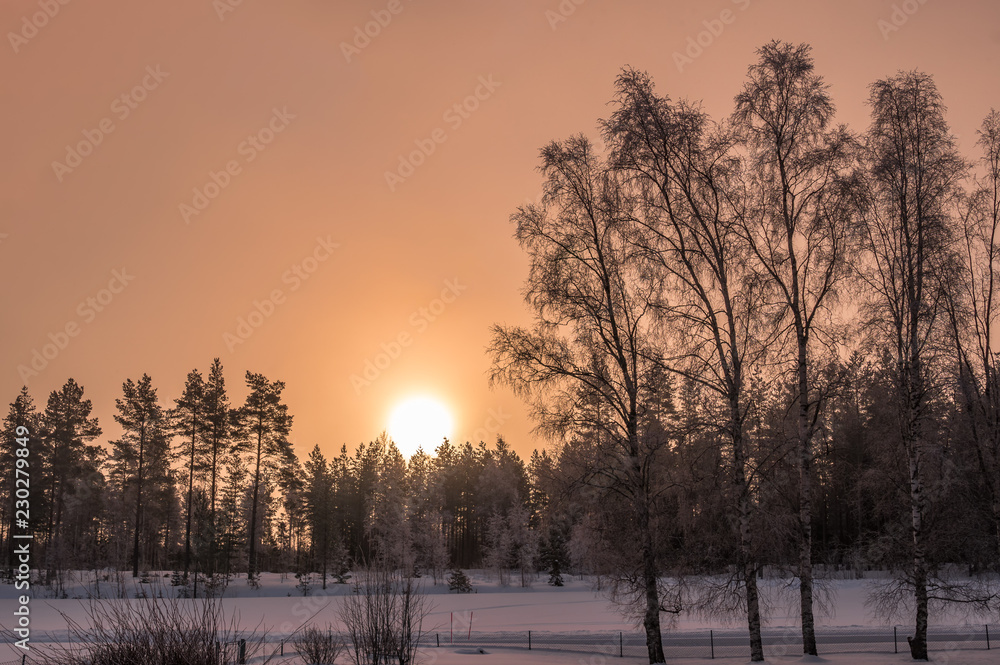 Sun rises over pine tree forest, rose clean skies, three birches at the left side stands closer to viewer, very cold day