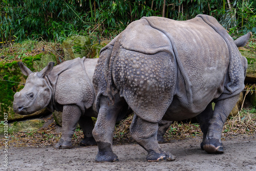 Indian Rhinoceros with young