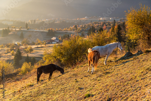 Fototapeta Naklejka Na Ścianę i Meble -  Horses graze near the mountain in the pasture in the autumn.