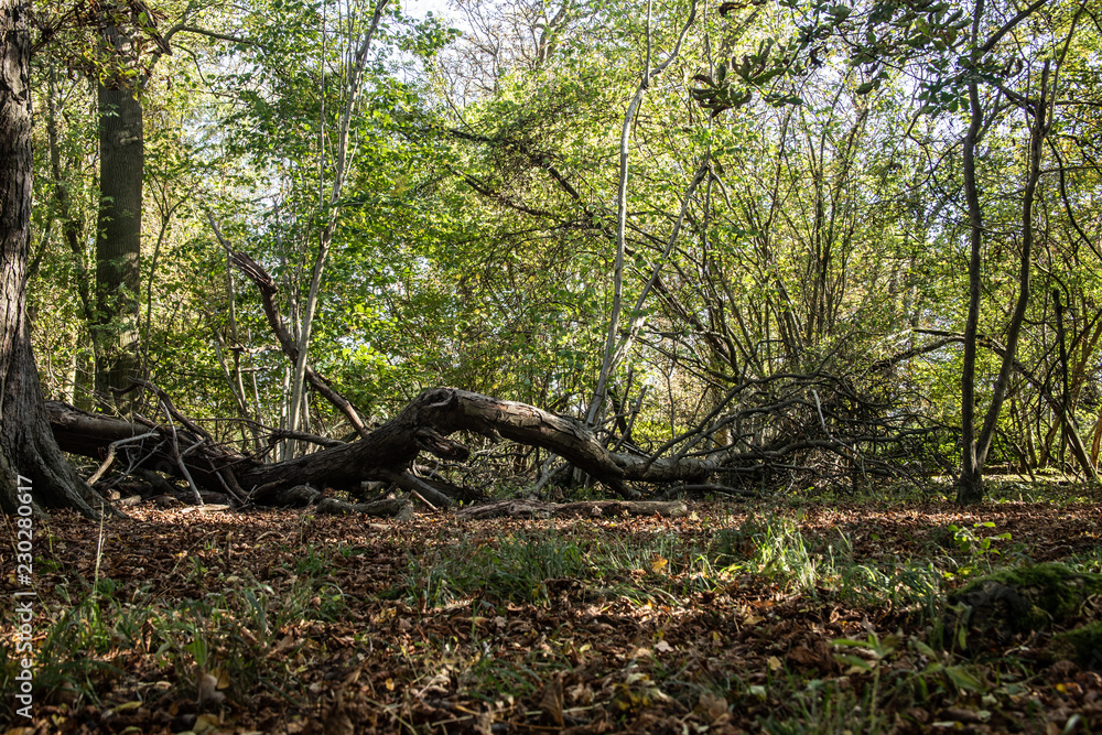 fallen tree in forest fallen tree in forest
