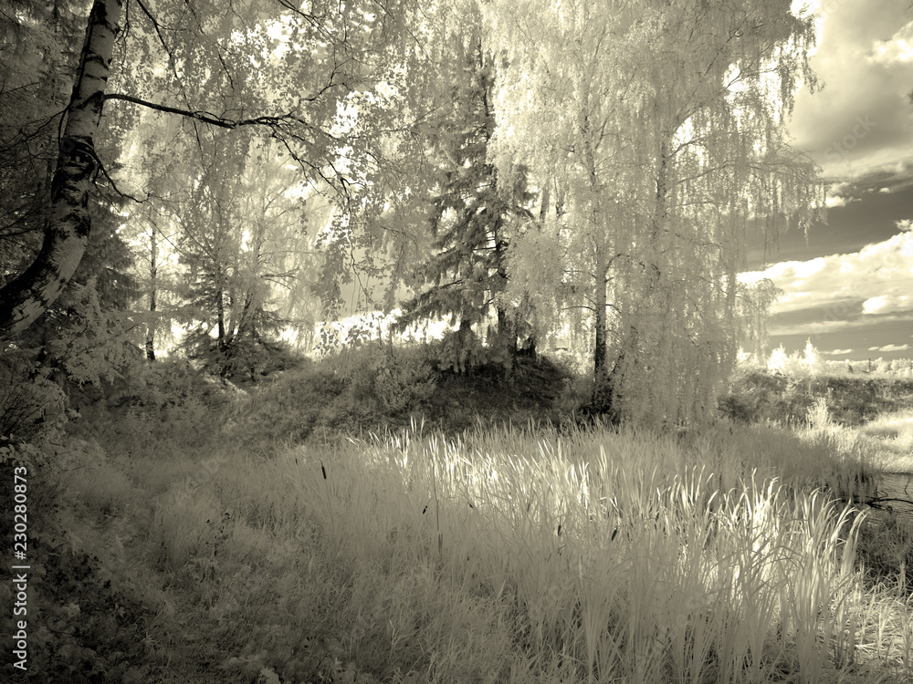 Fototapeta Infra red photo. Another vision. Russia, Ural, Perm Region