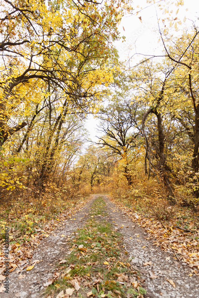 Autumn forest scenery with fallen leaves on the road