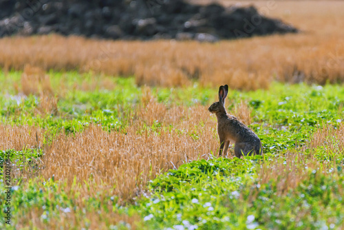 European hare or Lepus europaeus sits in a meadow © Yakov