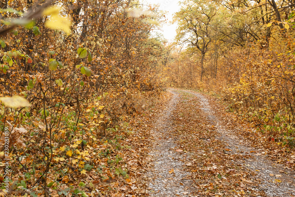 Autumn forest scenery with fallen leaves on the road Autumn forest scenery with fallen leaves on the road