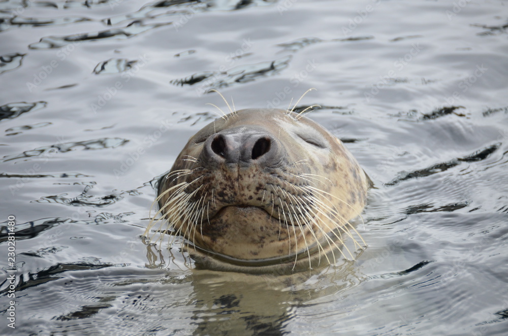 Fototapeta premium Robbe 1
