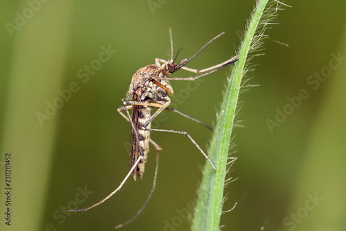 Mosquito resting on the grass. 