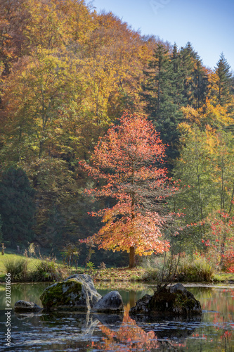 Fototapeta Naklejka Na Ścianę i Meble -  Autumn landscape at the arboretum of the Aubonne valley, Switzerland