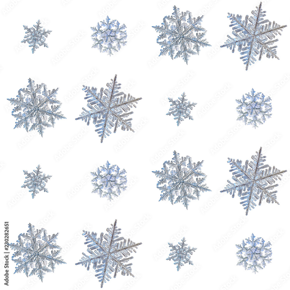 Set with snowflakes isolated on white background. Macro photo of real snow crystals: elegant stellar dendrites with complex ornate shapes, glossy relief surface, hexagonal symmetry and thin long arms. Set with snowflakes isolated on white background. Macro photo of real snow crystals: elegant stellar dendrites with complex ornate shapes, glossy relief surface, hexagonal symmetry and thin long arms.
