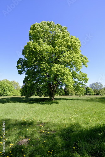 Allein stehender Baum auf einer Wiese im Sommer, Stand-alone tree on a meadow in summer