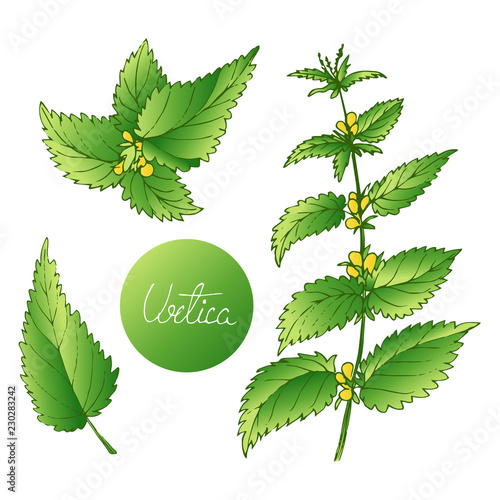 Set of medical plants. Hand drawn. Vector illustration