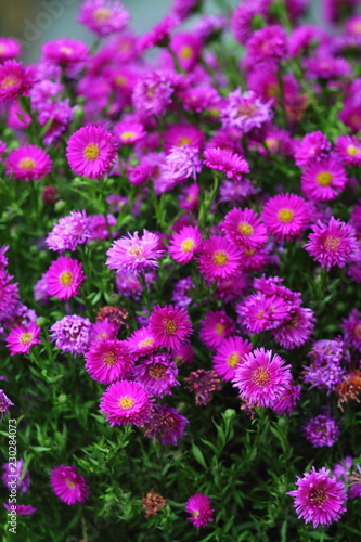 Purple pink rice button aster flowers with yellow middle in garden. 