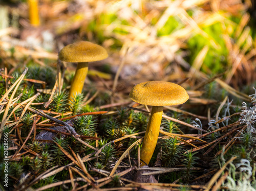 mushroom in forest © Juha