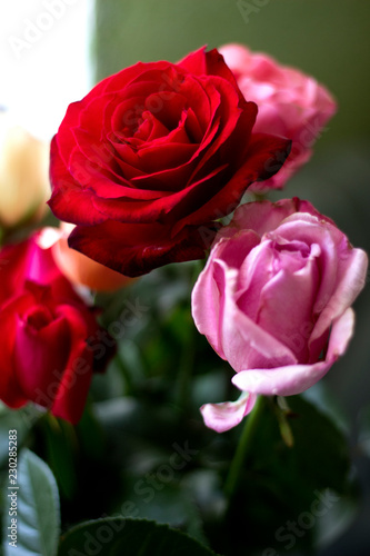 Roses in a bouquet. Red full rose and pink in bud.