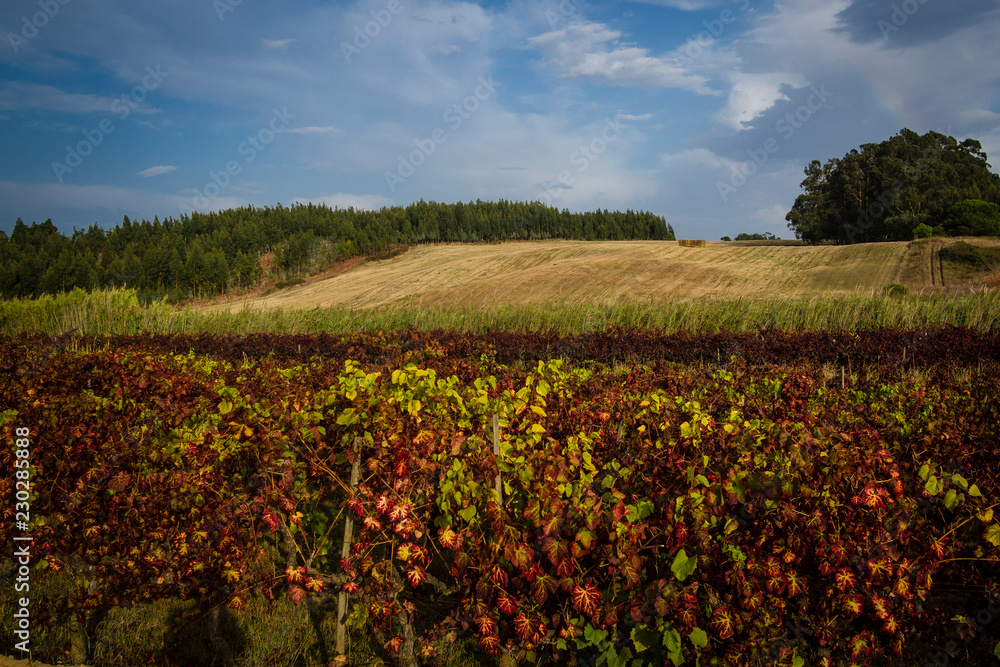 Landschaft in der Nähe von Obidos