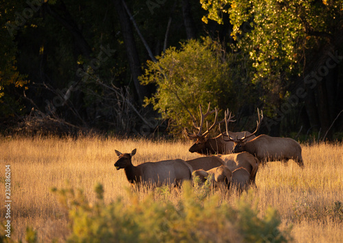 Bull elk warning each other, rivals, antlers