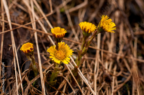 Flowers on the dry grass