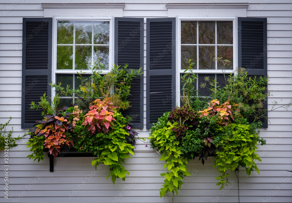 Naklejka premium Flowers on Window