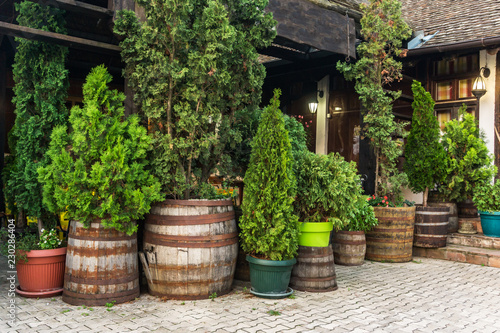 Evergreen thuja and cypress trees in tubs © natagolubnycha