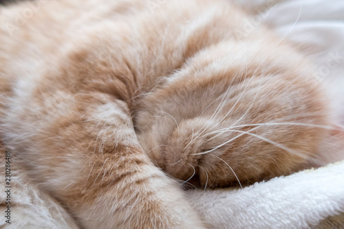 Beautiful red cat sleeps with its face buried in a blanket, close-up