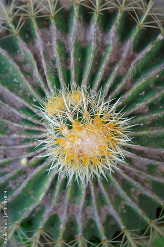 Top view on a part of the green cactus