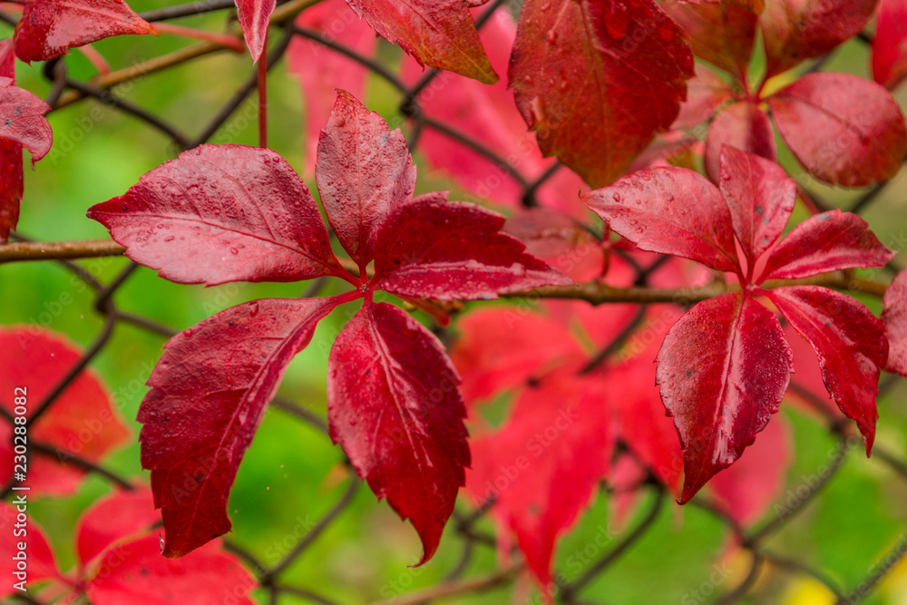 Red leaves and metall grid on the background Red leaves and metall grid on the background