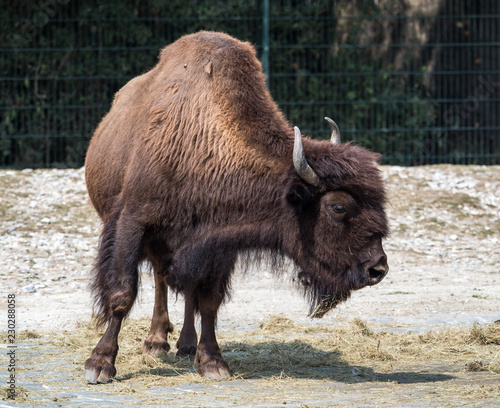 Waldbison - Bison bison athabascae © rudiernst