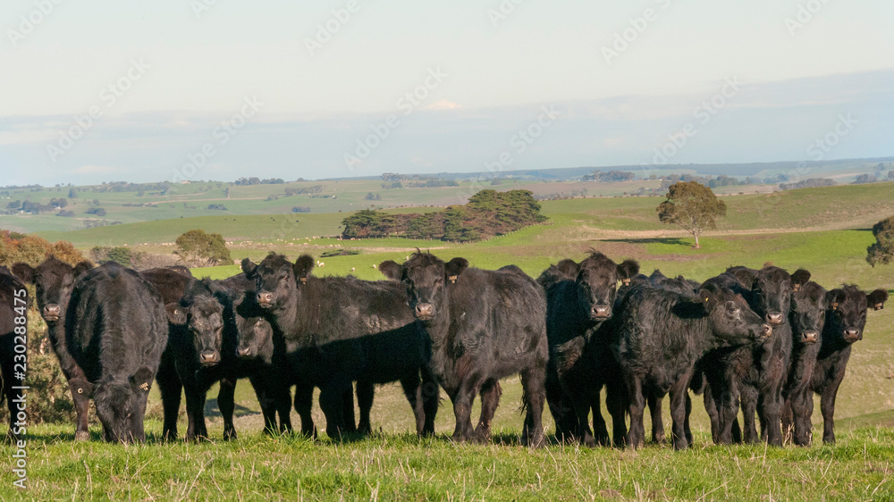 Obraz premium COW AUSTRALIA