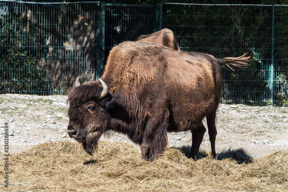 Waldbison - Bison bison athabascae Waldbison - Bison bison athabascae