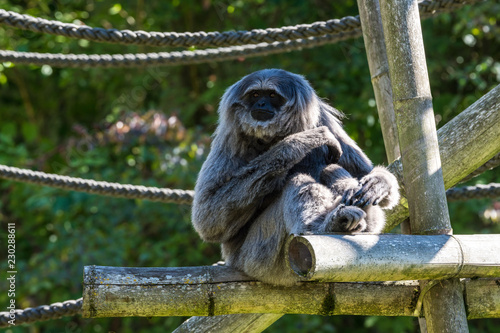 Siamang - Gibbon - Symphalangus syndactylus photo