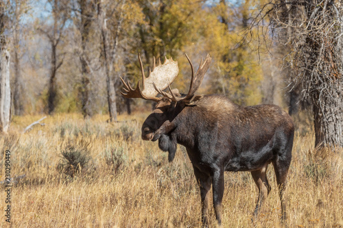Bull Shiras Moose in Wyoming in the Fall Rut