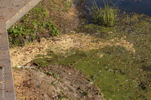 Marsh algae. Green models of algae on the water. Bog with organic pollution due to sewage. Water polluted by lake was covered with algae. Green nasty swamp. surface of lake with green algae. Seaweed