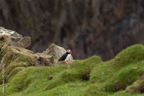 Atlantic puffin  fratercula arctica  Faroe island
