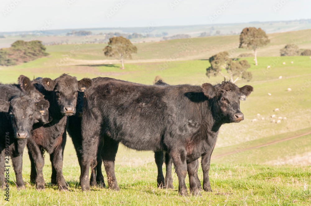 Fototapeta premium COW AUSTRALIA