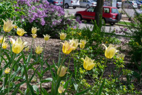 flowers in the garden