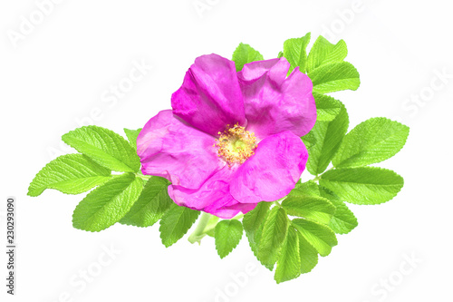 Dog rose flowers with leaves, isolated on white background. Save work path.