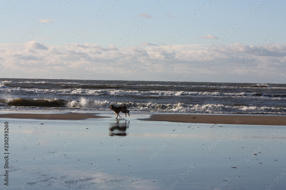 Beach and happy dog.