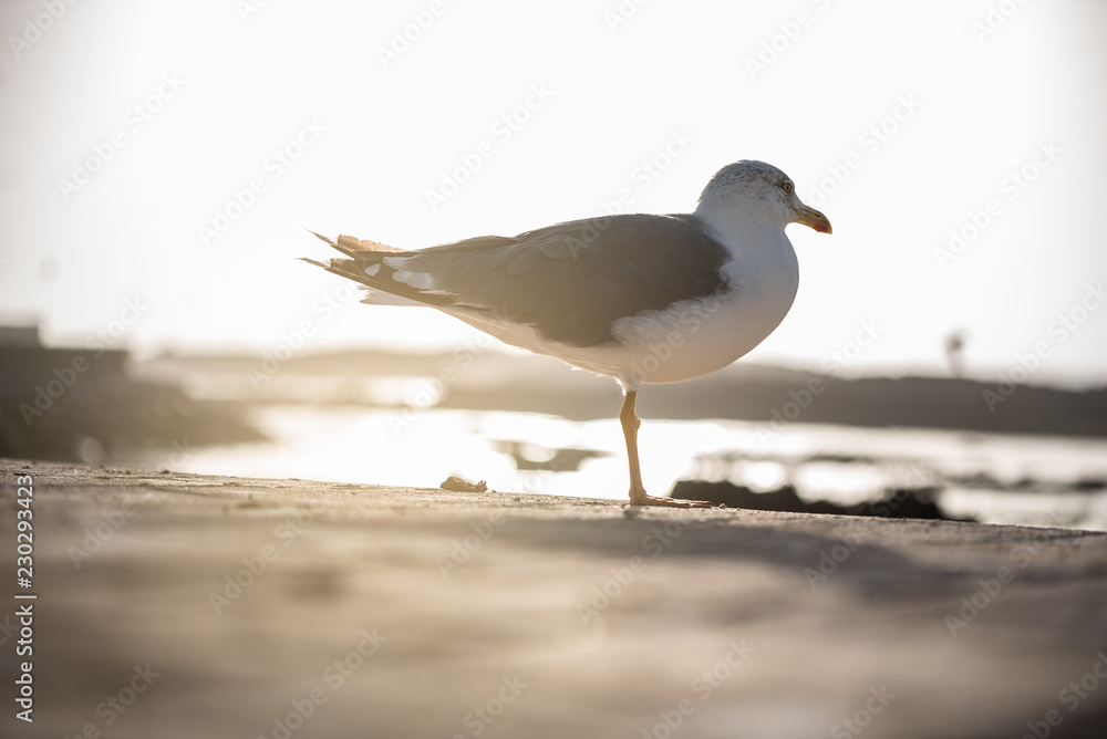 Seagull bird on the ground Seagull bird on the ground