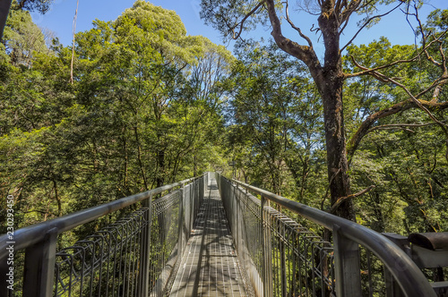  Great Otway National Park. Otway fly tree top walk. photo