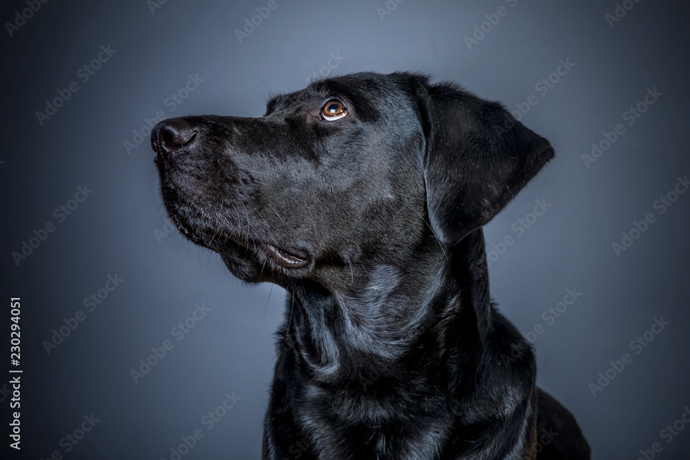 schwarzer Labrador